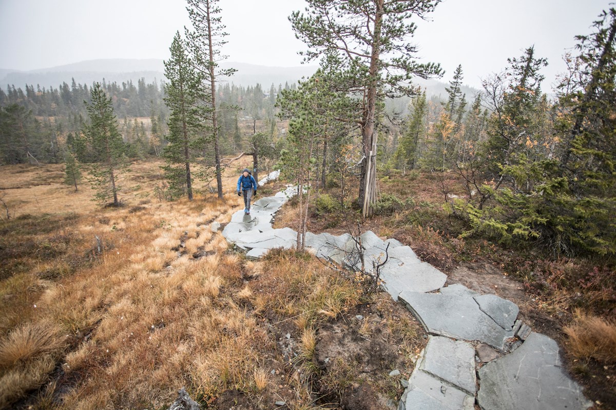 Skiferhellene slynger seg gjennom terrenget på vei opp mot Bjørneskortenatten. Foto: Kalle Hägglund.